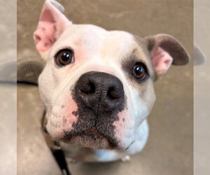 Mutt Dogs for adoption in Waterford, VA, USA