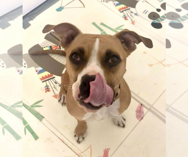 Medium Photo #7 Boxer Puppy For Sale in Rockville, MD, USA