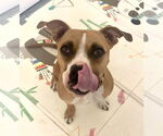 Small #6 Boxer