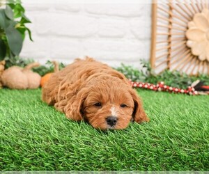 Cavapoo Puppy for sale in SYRACUSE, IN, USA