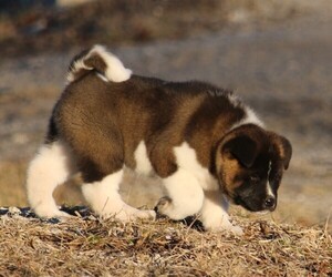 Akita Puppy for Sale in STRAFFORD, Missouri USA