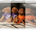 Small Photo #1 Vizsla Puppy For Sale in SPENCER, IN, USA