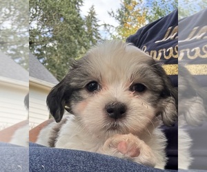 Shih Tzu Puppy for sale in ALBANY, OR, USA