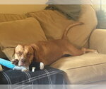 Small Photo #3 Mutt Puppy For Sale in Glen Allen, VA, USA
