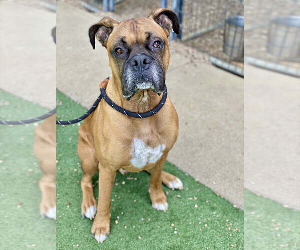 Medium Photo #10 Boxer Puppy For Sale in Austin, TX, USA