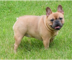 Mother of the French Bulldog puppies born on 11/19/2022
