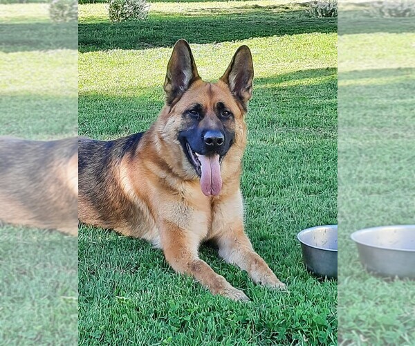 Medium Photo #57 German Shepherd Dog Puppy For Sale in LA FAYETTE, NY, USA