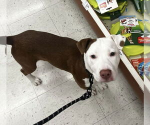 American Pit Bull Terrier-Unknown Mix Dogs for adoption in Germantown, OH, USA