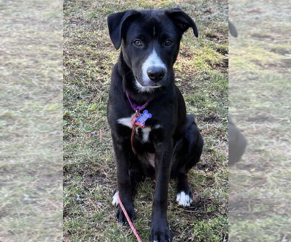 Medium Photo #14 Mutt Puppy For Sale in Oak Bluffs, MA, USA