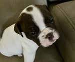 Puppy 6 Olde English Bulldogge