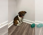 Small #1 Chihuahua Mix