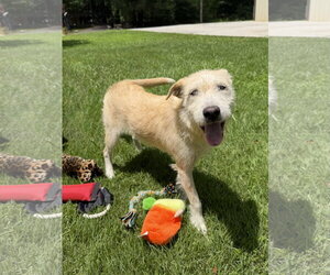 Border Terrier Dogs for adoption in Yardley, PA, USA