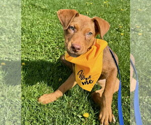 Boxador Dogs for adoption in Gilberts, IL, USA