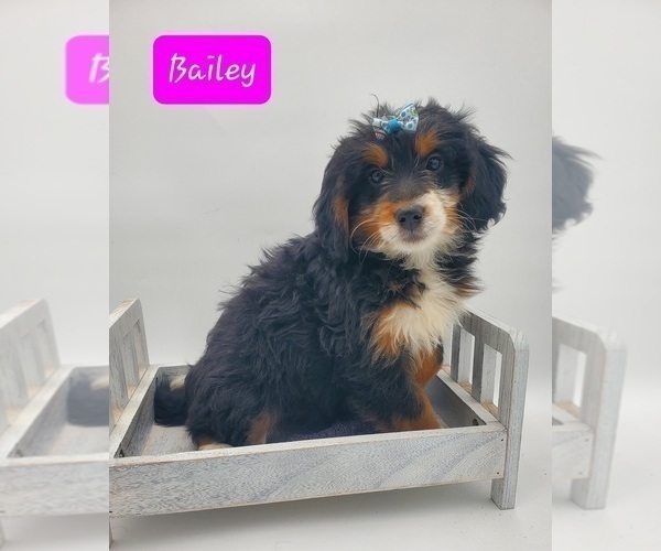 Medium Photo #3 Miniature Bernedoodle Puppy For Sale in GOSHEN, IN, USA