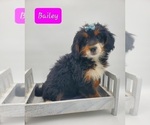Small Photo #3 Miniature Bernedoodle Puppy For Sale in GOSHEN, IN, USA