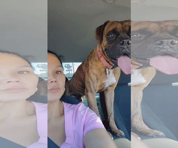 Medium Photo #3 Boxer Puppy For Sale in Dumont, NJ, USA