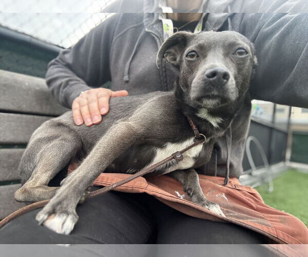 Medium Photo #13 Chiweenie Puppy For Sale in San Francisco, CA, USA