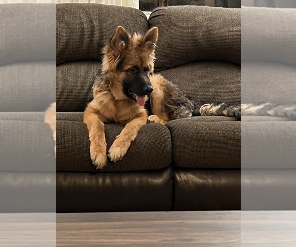 Medium Photo #82 German Shepherd Dog Puppy For Sale in LA FAYETTE, NY, USA