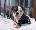 Small #7 English Bulldog