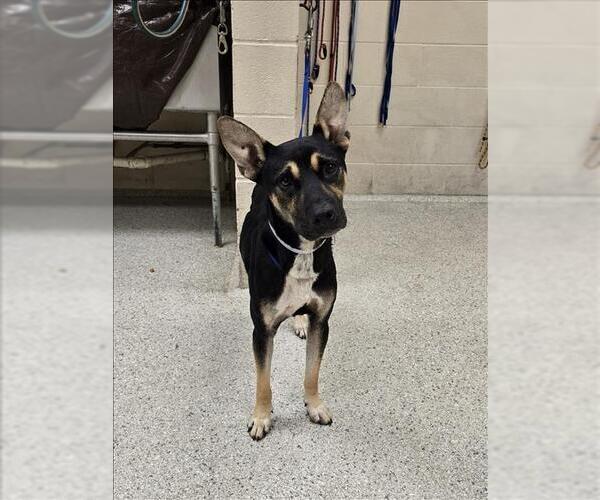 Medium Photo #1 German Shepherd Dog-Unknown Mix Puppy For Sale in Conroe, TX, USA