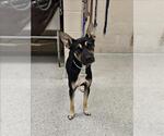 Small German Shepherd Dog Mix