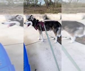Huskies -Unknown Mix Dogs for adoption in San Antonio, TX, USA