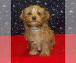 Small Photo #10 Yo-Chon Puppy For Sale in PATERSON, NJ, USA