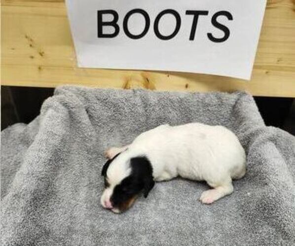 Medium Photo #4 English Setter Puppy For Sale in HANCOCK, MN, USA