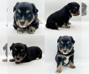 Miniature Australian Shepherd Puppy for sale in BROOKER, FL, USA
