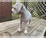Small Photo #14 Boxer Puppy For Sale in HUMBOLDT, TN, USA