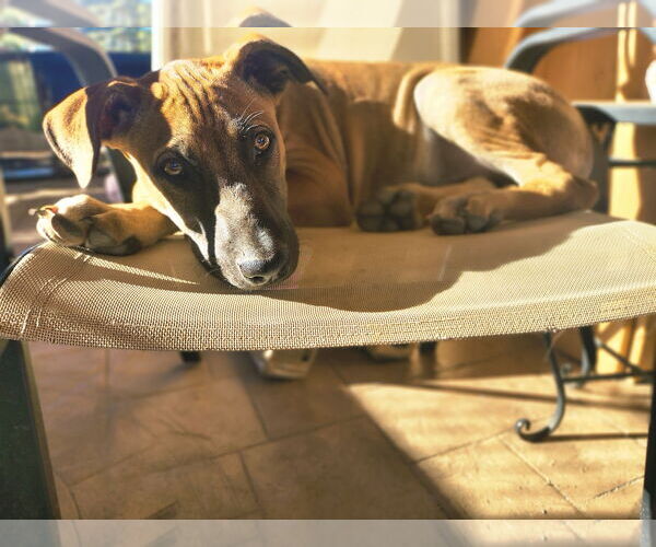 Medium Photo #12 Mutt Puppy For Sale in Fallbrook, CA, USA