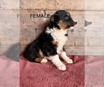 Small #6 Australian Shepherd
