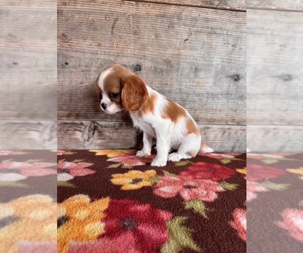 Medium Photo #19 Cavalier King Charles Spaniel Puppy For Sale in VERMONTVILLE, MI, USA