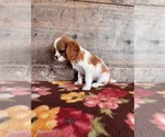 Small #18 Cavalier King Charles Spaniel