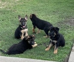 Small Photo #8 German Shepherd Dog Puppy For Sale in POTTSVILLE, AR, USA