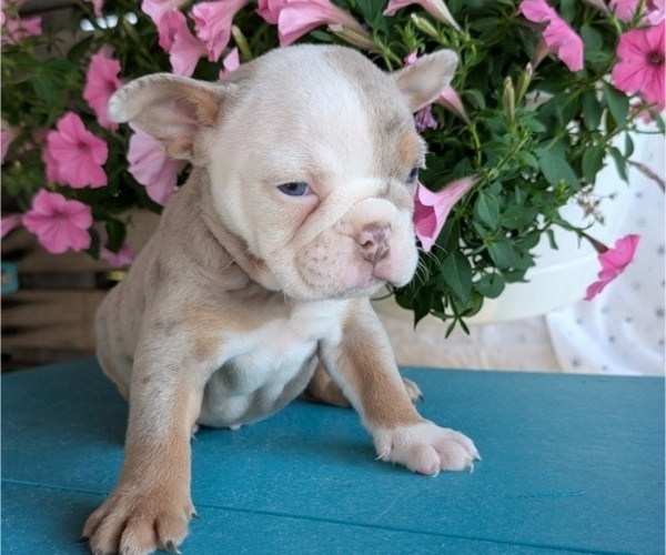 Medium Photo #6 English Bulldog Puppy For Sale in GOSHEN, IN, USA