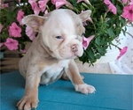 Small #5 English Bulldog