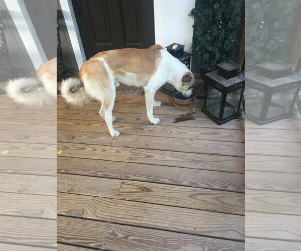 Medium Photo #4 Anatolian Shepherd-Unknown Mix Puppy For Sale in The Woodlands, TX, USA