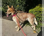 Small #2 Mutt