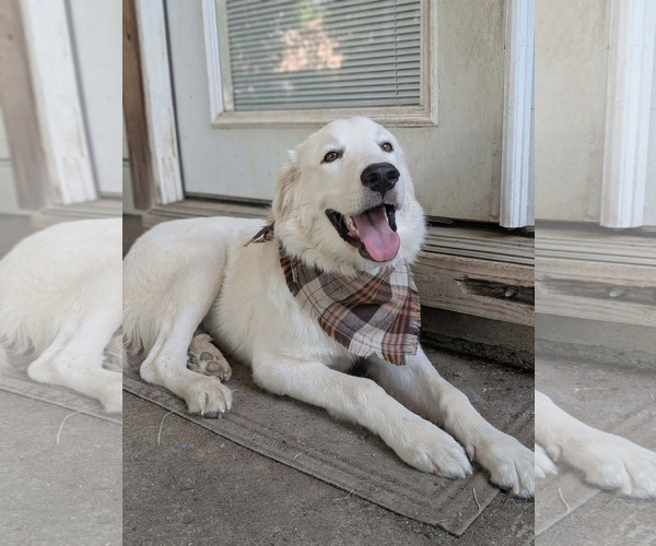 Medium Photo #9 Great Pyrenees Puppy For Sale in Bend, OR, USA
