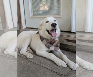 Cirilla - Female Great Pyrenees Dog for Adoption - Photo #9