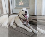 Small Photo #9 Great Pyrenees Puppy For Sale in Bend, OR, USA