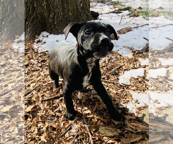 Medium Photo #16 Mutt Puppy For Sale in Holly Springs, NC, USA