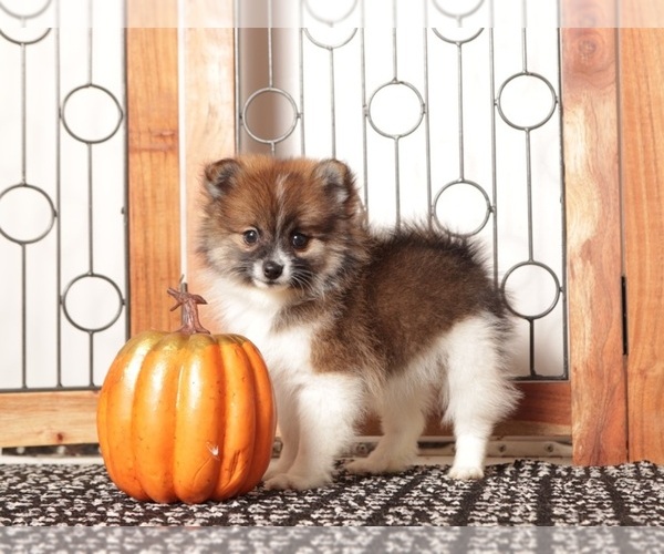 Medium Photo #3 Pomeranian Puppy For Sale in NAPLES, FL, USA