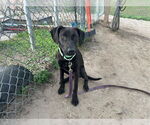 Small #1 Labrador Retriever Mix