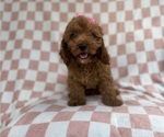 Small #6 Cavapoo (Miniature)