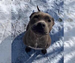 American Staffordshire Terrier-Unknown Mix Dogs for adoption in San Antonio, TX, USA