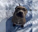 Small American Staffordshire Terrier Mix
