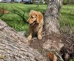 Small Photo #3 Golden Retriever Puppy For Sale in EARLHAM, IA, USA