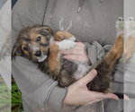 Small #4 Mutt